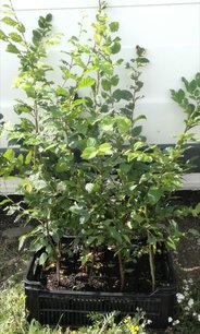 Közönséges gyertyán, Carpinus betulus 60 - 70 cm, kont. 2l