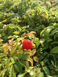 Japán szamócamálna Rubus illecebrosus, kont. 1l