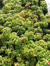 Japán szamócamálna Rubus illecebrosus, kont. 1l