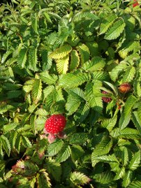 Japán szamócamálna Rubus illecebrosus, kont. 1l