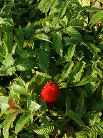 Japán szamócamálna Rubus illecebrosus, kont. 1l