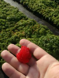 Japán szamócamálna Rubus illecebrosus, kont. 1l