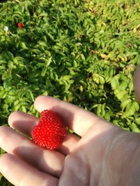 Japán szamócamálna Rubus illecebrosus, kont. 1l