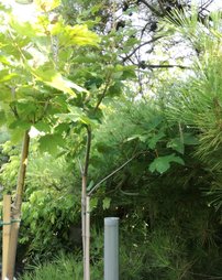 Hegyi juhar Worley ,Acer pseudoplatanus, 170 - 190 cm, kont. 5l