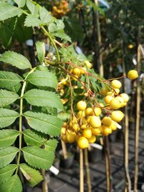 Madárberkenye, Sunshine, Sorbus aucuparia, 190 – 240 cm, kont. 5l