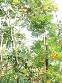 Madárberkenye, Sunshine, Sorbus aucuparia, 190 – 240 cm, kont. 5l