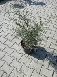 Közönséges bükk Mercedes, Fagus sylvatica 90 - 110 cm, kont. 20l