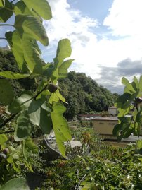 Közönséges füge Brown Turkey, Ficus Carica, 130 – 180 cm, kont. 5l