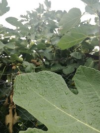 Közönséges füge Brown Turkey, Ficus Carica, 130 – 180 cm, kont. 5l