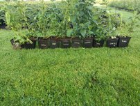 Kékáfonya Bluejay, Vaccinium corymbosum kont. 1l