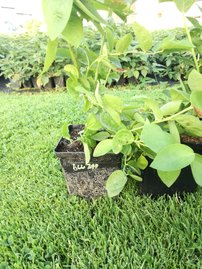 Kékáfonya Bluejay, Vaccinium corymbosum kont. 1l