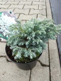 Szavára álciprus  Blue Planet, Chamaecyparis pisifera, 20 – 30 cm, kont. 3l