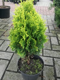 Keleti tuja Westmont, Platycladus orientalis, 20 – 30 cm.kontajner 3l