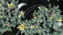 Nepáli boróka Floreant, Juniperus squamata, 20 – 25 cm, kont. 3l