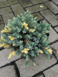 Nepáli boróka Floreant, Juniperus squamata, 20 – 25 cm, kont. 3l