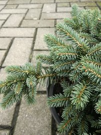 Ezüstfenyő  Sonia, Picea pungens 25 - 35 cm, kont. 3l