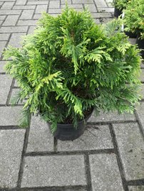 Fonalas tuja Eschrichs grüne Kugel, Thuja plicata 25 - 30 cm, kont. 3l