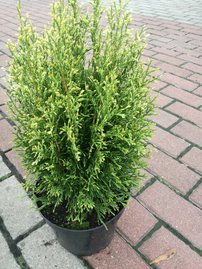 Nyugati tuja Smaragd Light, Thuja occidentalis 40 - 60 cm, kont. 3l