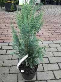 Oregoni hamisciprus Columnaris, Chamaecyparis lawsoniana, 40 - 60 cm, kont. 3l