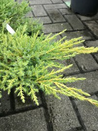 Henye Bóroka Andorra variegata Juniperus horizontalis  20 - 30 cm, kont. 3l