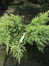 Boróka pfitzeriana Dierks Goldpfitzer , Juniperus x pfitzeriana 50 - 60 cm, kont. 3l