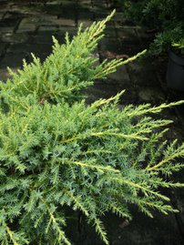 Boróka pfitzeriana Dierks Goldpfitzer , Juniperus x pfitzeriana 50 - 60 cm, kont. 3l