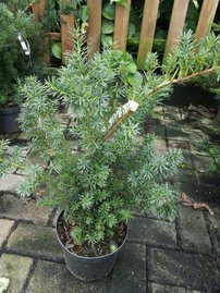 Oszlopos tiszafa Selektion Kordes, Taxus x media, 50 - 60 cm, kont. 3l