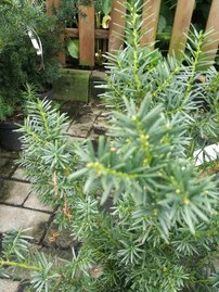 Oszlopos tiszafa Selektion Kordes, Taxus x media, 50 - 60 cm, kont. 3l