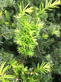 Közönséges tiszafa Green Mountain Taxus baccata 40 - 60 cm, kont. 3l