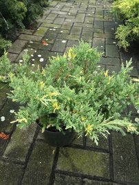 Kínai Boróka Expansa Aureospicata , Juniperus chinensis, 40 – 50 cm, kont. 3l