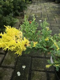 Kínai Boróka Expansa Aureospicata , Juniperus chinensis, 40 – 50 cm, kont. 3l