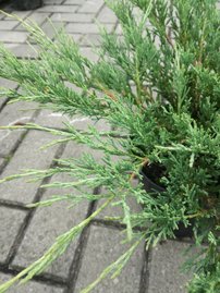 Henye Bóroka Andorra compact Juniperus horizontalis  20 - 30 cm, kont. 3l