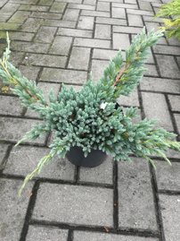 Nepáli boróka Blue Spider, Juniperus squamata 40 - 50 cm, kont. 3l