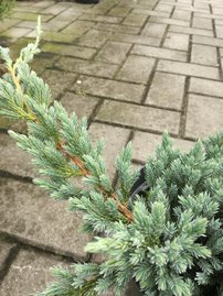 Nepáli boróka Blue Spider, Juniperus squamata 40 - 50 cm, kont. 3l