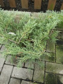 Virginiai Boróka Hetz, Juniperus virginiana 50 - 60 cm, kont. 3l