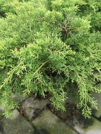 Terülő boróka  Mordigan Gold Juniperus × media, 40 – 50 cm, kont. 3l