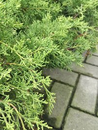 Terülő boróka  Mordigan Gold Juniperus × media, 40 – 50 cm, kont. 3l