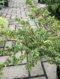 Közönséges boróka Barton, Juniperus communis 40 - 50 cm, kont. 3l