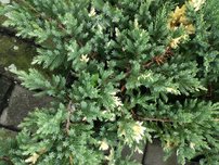 Kínai Boróka Expansa Variegata , Juniperus chinensis, 40 – 50 cm, kont. 3l