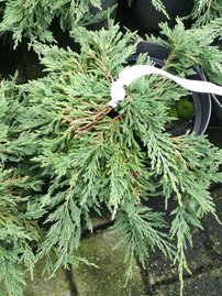 Henye bóroka  Pancake, Juniperus horizontalis 20 - 25 cm, kont. 3l