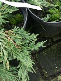 Henye bóroka  Pancake, Juniperus horizontalis 20 - 25 cm, kont. 3l
