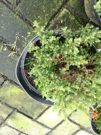 Közönséges boróka Anna Maria, Juniperus communis 10 - 20 cm, kont. 3l