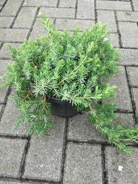 Föveny Boróka Blue Pacific, Juniperus conferta 30 - 40 cm, kont. 3l
