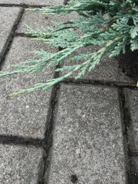 Henye Bóroka Ice Blue, Juniperus horizontalis, kont. 3l, 10–15 cm