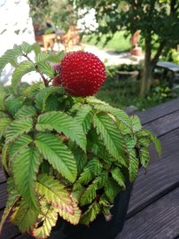 Japán szamócamálna Rubus illecebrosus, kont. 1l