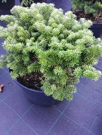 Koreai jegenyefenyő Kristalkugel, Abies koreana  kont. C15, 30 - 40 cm