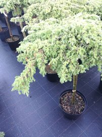Közönséges boróka Green Carpet, Juniperus communis 80 cm, kont. 5l
