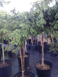 Közönséges boróka Green Carpet, Juniperus communis 80 cm, kont. 5l