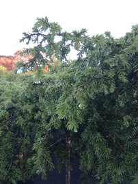 Közönséges boróka Green Carpet, Juniperus communis 80 cm, kont. 5l