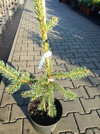 Közönséges lucfenyő Pendula Major, Picea abies 35 - 40 cm, kont. 3l